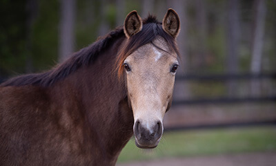 Acupuncture/ Chiropractic Acupuncture/ Chiropractic Care