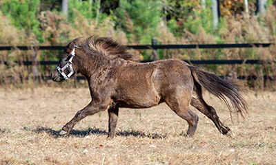 Ambulatory Services Ambulatory
