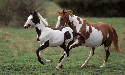 Diagnostics Diagnostic Services