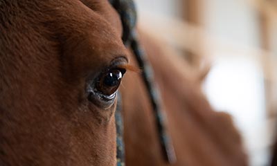 Radiograph Request Form