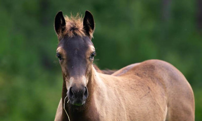 Photo and Medical Information Release Form