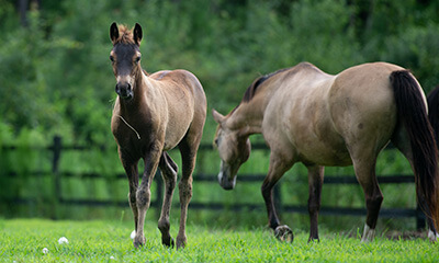 Reproductive Services Reproductive Care