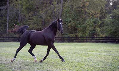 Wellness Plan Signup Form