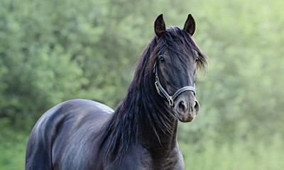 Surgery Surgery Services