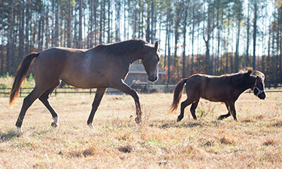 Wellness & Preventive Wellness & Preventive Care