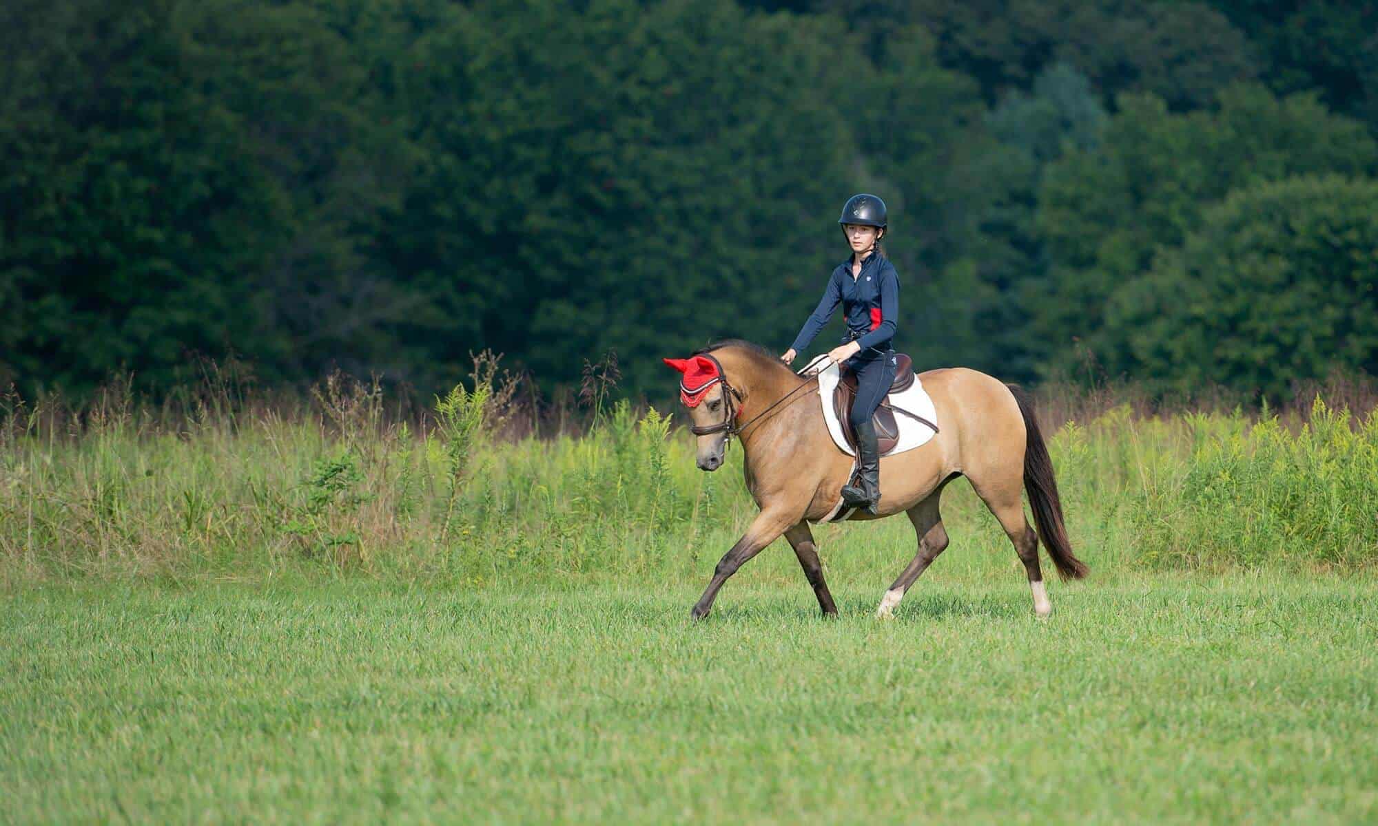 Equine Gastroscopy at Woodside Equine Clinic: The Gold Standard for Diagnosing Gastric Ulcers in Horses