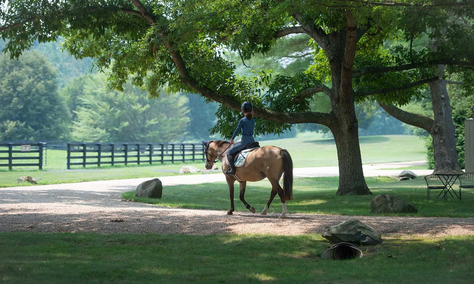 Equine Arthroscopy & Laparoscopy