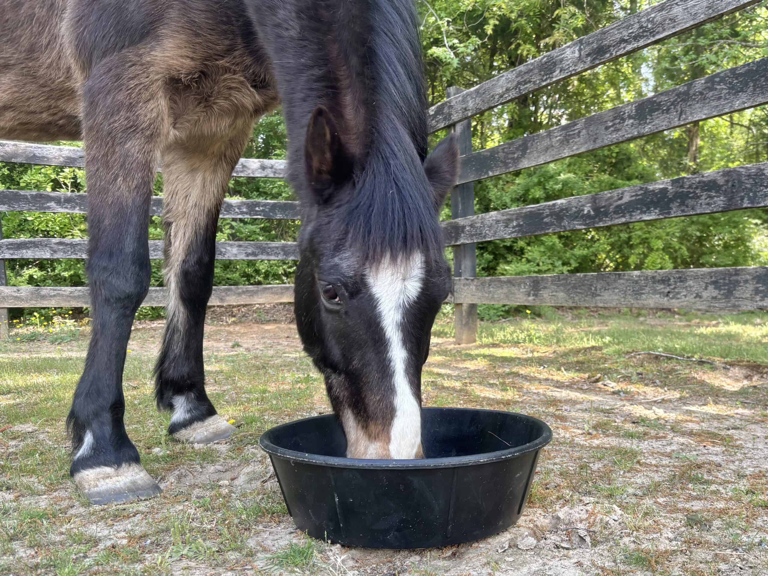 Caring for the Aging Equine: Adapting to Their Changing Needs Caring for the Aging Equine: Adapting to Their Changing Needs