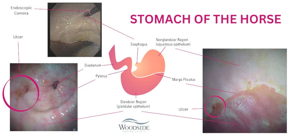 Equine Gastroscopy at Woodside Equine Clinic