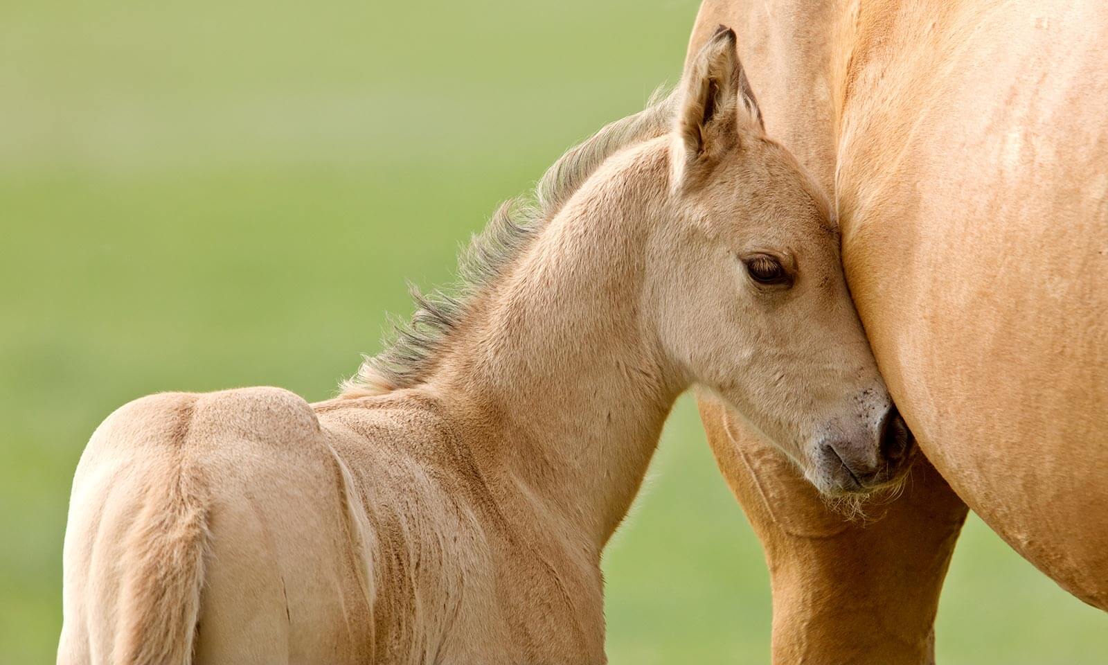 A foal with their parent