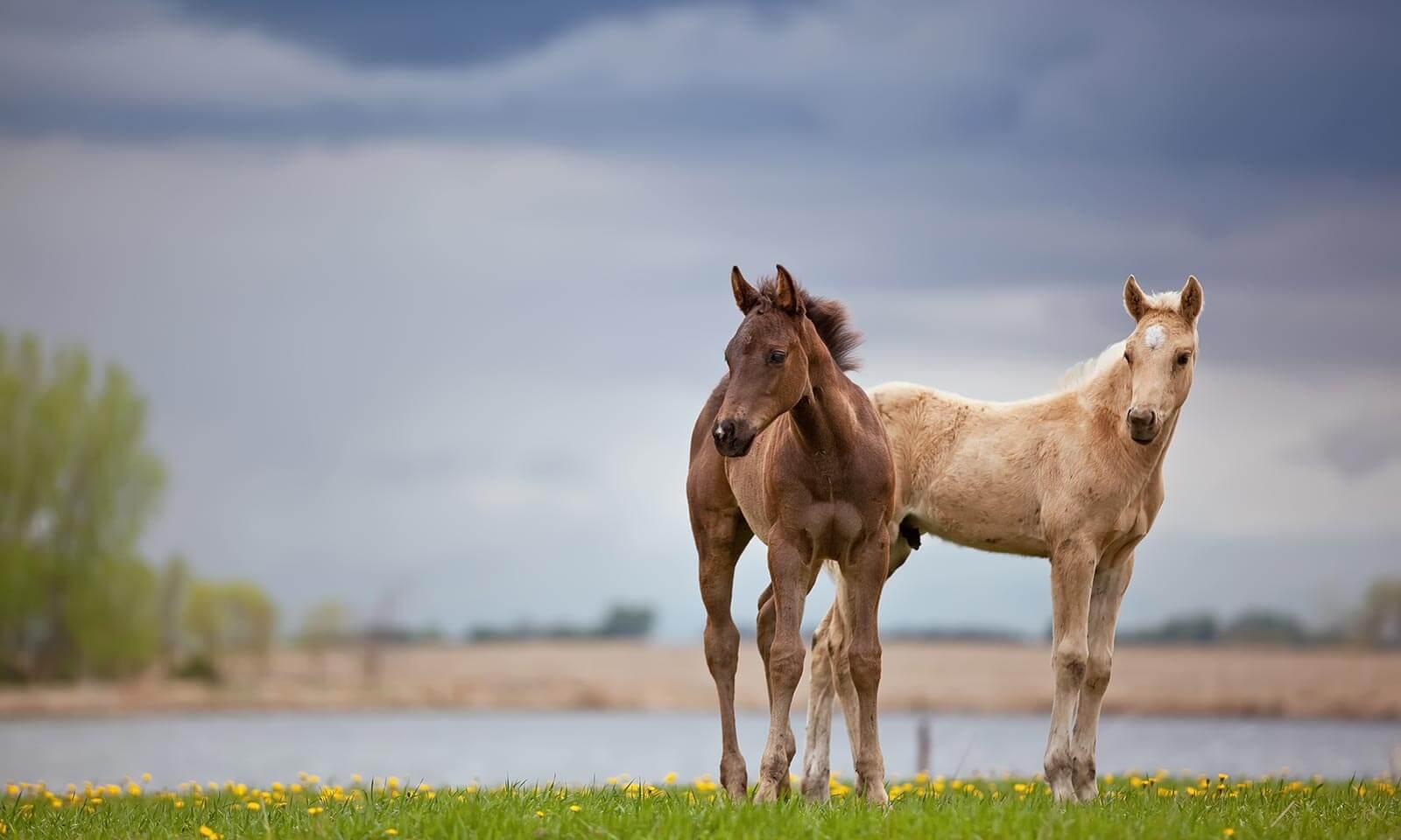 Two horses in a field