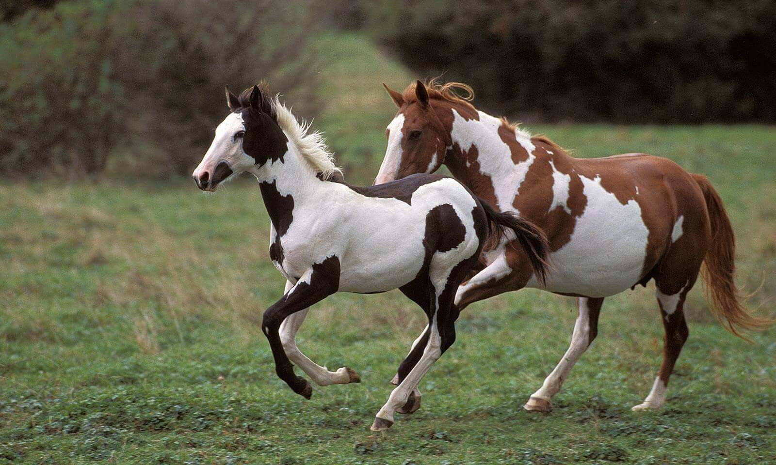 Recognizing Early Signs of Lameness or Musculoskeletal Pain in the Equine Athlete